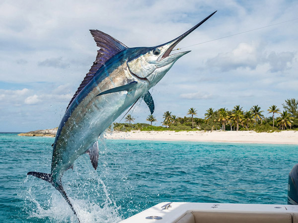 Fishing on San Salvador