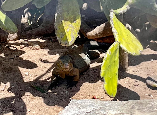 The rare Rock Iguana on San Salvador Bahamas